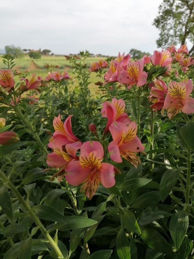 ביבונה Agriturismo Susanna E Atria מראה חיצוני תמונה