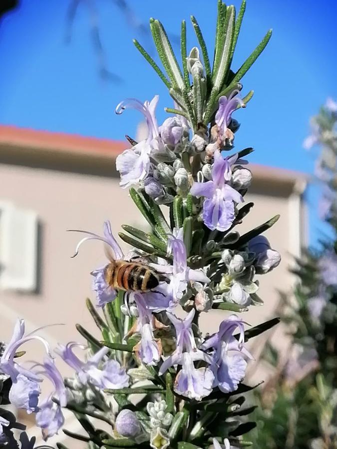 ביבונה Agriturismo Susanna E Atria מראה חיצוני תמונה